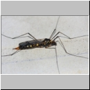 Nephrotoma crocata - Gelbbindige Schnake w07a.jpg